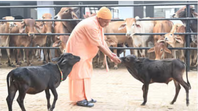 Photo of गोरखनाथ मंदिर: सीएम योगी ने की गोसेवा, ‘भवानी’ और ‘भोलू’ को दुलारा-व्यस्तता में भी समय बिताया