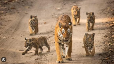 Photo of वन्यजीवों पर संकट: रणथंभौर अभयारण्य के 75 बाघों में से एक तिहाई लापता