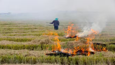 Photo of पंजाब खूब जल रही पराली; हवा जहरीली, सांस लेना दूभर