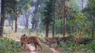 Photo of एमपी: मॉर्निंग वॉक पर निकली T28 और उसकी फैमिली, खतरे को सूंघकर कर रही दल का नेतृत्व