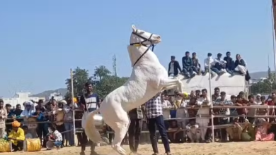 Photo of अजमेर: घोड़ों ने किया ऐसा नृत्य की देखने वालो का लगा तांता