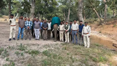 Photo of बांधवगढ़ टाइगर रिजर्व में जंगली हाथियों की सुरक्षा के लिए सैटेलाइट कॉलरिंग सफल!