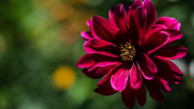 Photo of दिल्लीवालों के लिए जल्द खुलेगी यमुना वाटिका