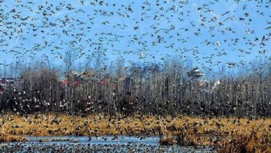 Photo of कश्मीर में परवाज भर रहे प्रवासी पक्षी, शिकारियों ने बिछाया जाल
