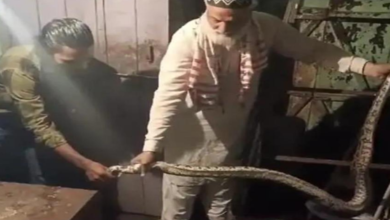 Photo of एमपी: बैतूल के रिहायशी इलाके में निकला 10 फीट लंबा अजगर