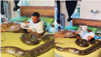 Photo of एनाकोंडा को तकिया बनाकर ‘चिल’ कर रहा है शख्स, पैरों में लेटा खूंखार डॉग, देखने वाले दंग