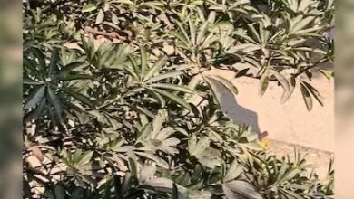 Photo of तेज़ नज़र वाले ही लें ये चैलेंज, तस्वीर में ढूंढनी है गिलहरी, लोगों को नहीं आ रही नज़र