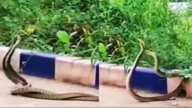 Photo of मस्ती में बलखाते नाग-नागिन, शायद ही पहले कभी देखा हो ये नज़ारा, बेसुध होकर नाच रहा है जोड़ा