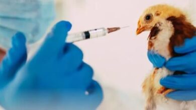 Photo of अमेरिका में सामने आया Bird Flu का पहला सीवियर ह्यूमन केस