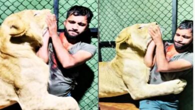 Photo of शख्स के गले पड़ी शेरनी, पलभर पहले बन रहे थे जांबाज़, झट से उड़ा चेहरे का रंग