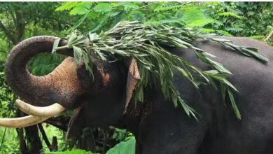 Photo of कोटद्वार: पैदल घर लौट रहे ग्रामीण की हाथी ने ली जान, दुगड्डा रेंज के पास पटक-पटककर उतारा मौत के घाट