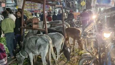 Photo of गौ तस्करी के विरोध में विहिप-बजरंग दल ने किया प्रदर्शन, सड़क पर खड़े कर दिए मवेशी