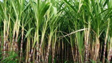 Photo of हरियाणा में गन्ना किसानों की बल्ले-बल्ले…