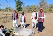 Photo of गायों के पैरों में बांधे कंटीले तार, भगवती मानव कल्याण संगठन के सदस्यों ने की मदद