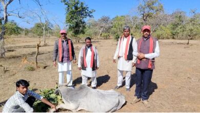 Photo of गायों के पैरों में बांधे कंटीले तार, भगवती मानव कल्याण संगठन के सदस्यों ने की मदद