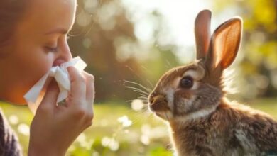 Photo of अमेरिका में तेजी से बढ़ रहे Rabbit Fever के मामले