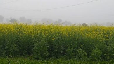 Photo of हरियाणा : हल्की धुंध के बीच खिली धूप से लोगों को राहत, अधिकतम तापमान में भी बढ़ोतरी