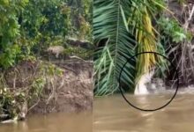 Photo of नदी में तैर रहा था मगरमच्छ, तभी झाड़ियों के बीच से निकला जगुआर, सेट किया टार्गेट, फिर पानी में कूदा!