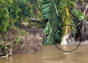 Photo of नदी में तैर रहा था मगरमच्छ, तभी झाड़ियों के बीच से निकला जगुआर, सेट किया टार्गेट, फिर पानी में कूदा!