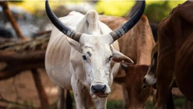 Photo of मंदिर के बाहर ‘गोवंश के जानवर’ का सिर मिला, लोगों में आक्रोश…
