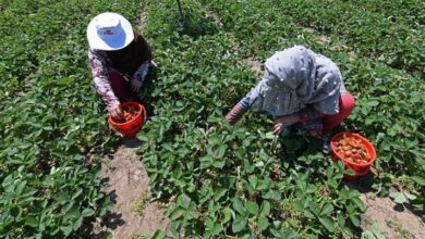 Photo of जम्मू-कश्मीर के उधमपुर जिले में स्ट्रॉबेरी की फसल में मची बंपर उछाल
