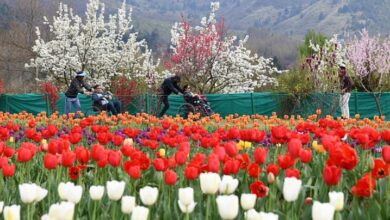 Photo of 26 को खुलेगा एशिया का सबसे बड़ा ट्यूलिप गार्डन, इस बार दिखेंगी 74 किस्में; सीएम उमर करेंगे उद्घाटन!