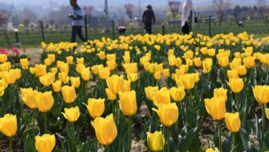 Photo of श्रीनगर: एशिया के सबसे बड़े ट्यूलिप गार्डन का हुआ शुभारंभ