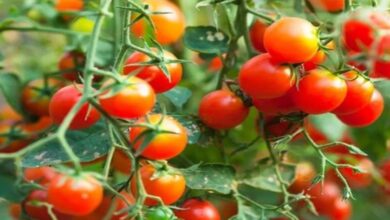 Photo of हरियाणा: किसानों के लिए बड़ी खुशखबरी, इस खेती से बन सकते हैं लखपति