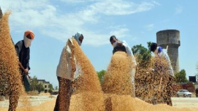 Photo of हरियाणा: आधी-अधूरी तैयारियों के साथ आज से शुरू होगी गेहूं की खरीद