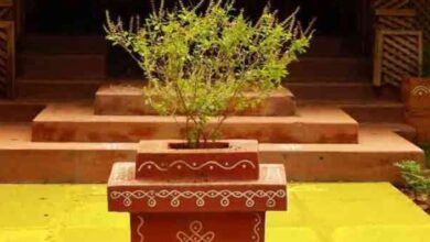 Photo of गुरुवार के दिन इस विधि से करें मां तुलसी की पूजा