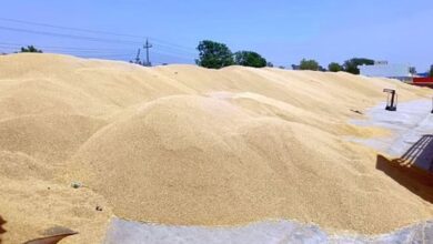 Photo of पंजाब: बॉर्डर पर फेंसिंग के भीतर हफ्ते में पूरी होगी फसल की कटाई