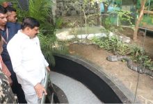Photo of मादा कोबरा को मिला नर किंग कोबरा, बरसात के पहले सीएम यादव ने दिया तोहफा