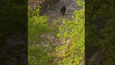 Photo of चित्तौड़ दुर्ग की तलहटी में बरसों बाद दिखा भालू, वन विभाग ने शुरू किया रेस्क्यू ऑपरेशन