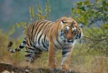 Photo of राजस्थान से 9 बाघ अन्य राज्यों में होंगे शिफ्ट, बढ़ती आबादी से अंत