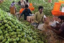 Photo of यूपी: लखनऊ के दशहरी की धमक, एडवांस में बुक होगा एयर स्पेस