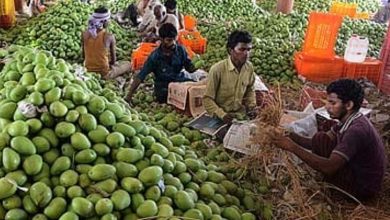 Photo of यूपी: लखनऊ के दशहरी की धमक, एडवांस में बुक होगा एयर स्पेस
