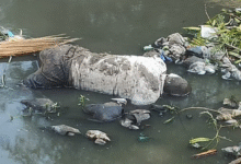 Photo of अंबाला में मिली गली सड़ी लाश: नाले में व्यक्ति का शव मिलने से मचा हड़कंप