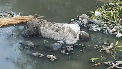 Photo of अंबाला में मिली गली सड़ी लाश: नाले में व्यक्ति का शव मिलने से मचा हड़कंप