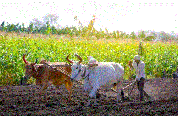 Photo of धान-अरहर समेत 14 खरीफ फसलों पर MSP का हुआ ऐलान