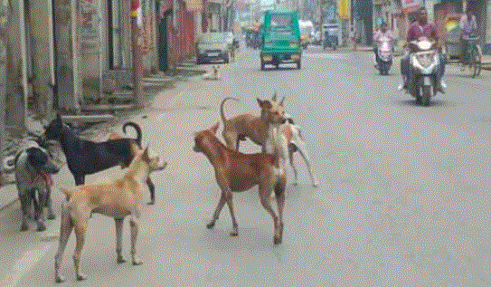 Photo of कातिल कुत्ते: खेत में गेहूं बीनन रही महिला को नोंच-नोंचकर मार डाला