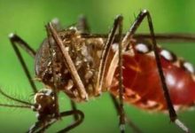 Photo of मानसून में बढ़ जाता Dengue का खतरा, इन लक्षणों को न करें इग्‍नोर