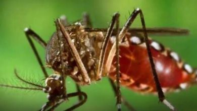 Photo of मानसून में बढ़ जाता Dengue का खतरा, इन लक्षणों को न करें इग्‍नोर