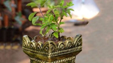 Photo of तुलसी पूजा में जरूर करें ये काम, प्रभु श्रीहरि भी होंगे प्रसन्न