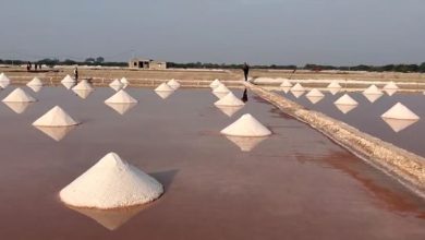 Photo of पानी के लिए पलायन: जयपुर से महज 80 किमी दूर प्यास से जूझता सांभर झील कस्बा