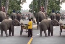 Photo of नन्हे हाथी की शैतानी, भूख लगी तो ठेले से गन्ना उठाकर ले भागा