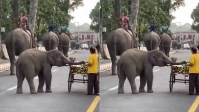 Photo of नन्हे हाथी की शैतानी, भूख लगी तो ठेले से गन्ना उठाकर ले भागा