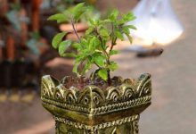 Photo of गुरुवार के दिन तुलसी पूजा में जरूर करें ये काम, प्रसन्न होंगे जगत के पालनहार