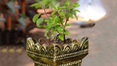 Photo of गुरुवार के दिन तुलसी पूजा में जरूर करें ये काम, प्रसन्न होंगे जगत के पालनहार