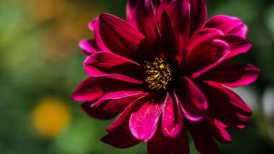 Photo of नजफगढ़ ड्रेन के पास अटल गार्डन बनेगा मनोरंजन का सामूहिक ठिकाना, परियोजना की प्रक्रिया शुरू