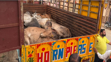 Photo of राजस्थान: कोटपूतली में गौरक्षकों की सतर्कता और पुलिस कार्रवाई से सात गौवंश मुक्त, आरोपी फरार